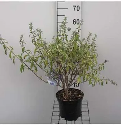 Immagine prodotto di Caryopteris cland. 'White Surprise'® - Bartblume 30- 40 cm Contenitore