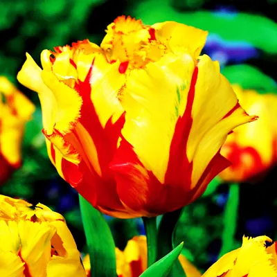 Zdjęcie produktu dla Tulipan Papuzi Texas Flame 5 szt. Tulipany Cebulki Tulipanów Cebule