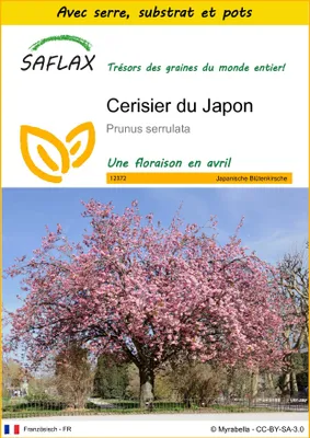 Image de SAFLAX Ensemble de culture - Cerisier du Japon - 30 graines - Prunus