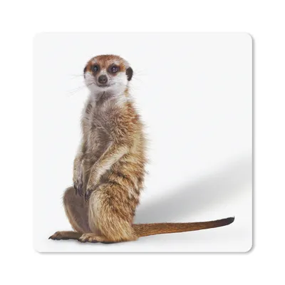 Produktbild von MuchoWow® Mauspad Mousepad Erdmännchen - Tiere - Fell 30x30 cm - Mousepads - Maus Mat - Pad - Mausunterlage - Gaming