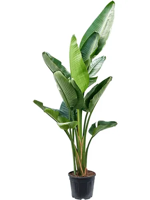 Obrázok produktu pre Gardners Strelitzia nicolai, priemer 31 cm
