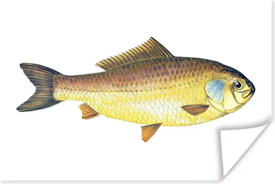 Produktbild von MuchoWow® Poster Fisch - Giebel- Realismus 90x60 cm - Schlafzimmer