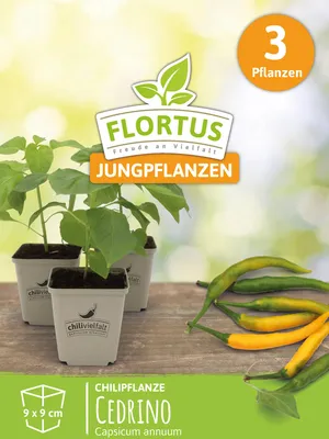 Artikelbild 6 von 'Chilipflanze Cedrino' aus der Kategorie Chilipflanzen