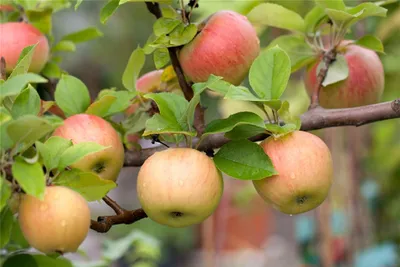 Produktbild von Goldparmäne Herbstapfel historisch Apfel Buschbaum 110-140 cm C10 MM111