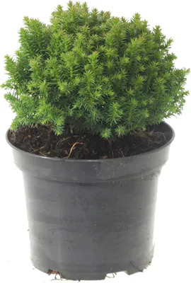 Produktbild von Japanische Sicheltanne ´COMPRESSA´ 20-30 cm, Cont. 3 l