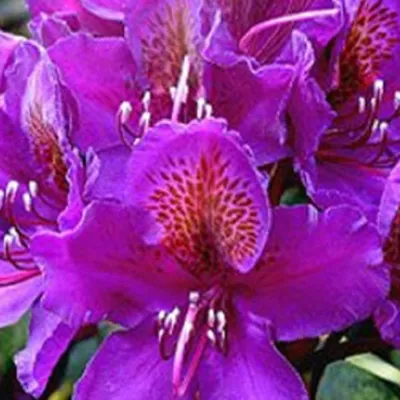 Obrázek produktu pro Rododendron 'Marcel Menard' | 40–50 cm v kontejneru