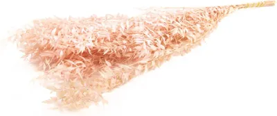 Produktbild von INNA-Glas Ruscus Trockenzweige AGNIATA, Hellrosa, 70-75cm, Ø17cm - Getrocknete Zweige