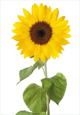 Produktbild von Wallario Poster - Sonnenblume, Kunstdruck Größe: 70 x 100 cm