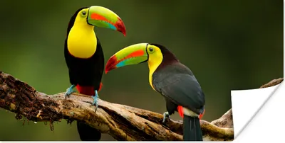 Produktbild von MuchoWow® Poster Vögel - Tukan - Zweig - Tiere - Regenbogen 160x80 cm - Foto Poster