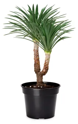 Produktbild von Kunststoff rund Pflanztopf Kräutertopf Anzuchttopf  für Garten ⌀ 39cm H=28,5cm GD-0025