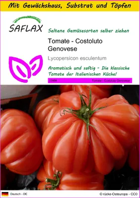 Produktbild von SAFLAX Anzucht Set - Tomate - Costoluto Genovese - Lycopersicon esculentum - 10 Samen - Mit Mini-Gewächshaus, Anzuchtsubstrat und 2 Töpfen