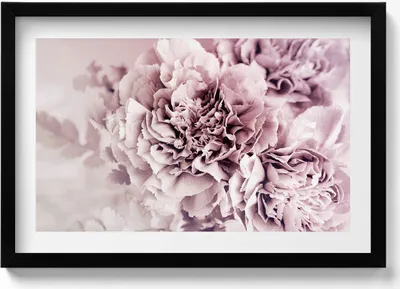 Produktbild von Blassrosa Pfingstrosenblüten– Wandbild mit Rahmen – Gerahmtes Bild  – Wanddekoration – 60x40 cm –  Schwarz Rahmen