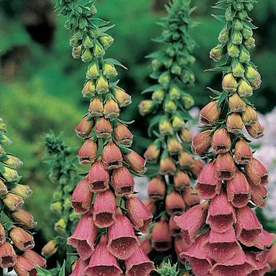 Produktbild von 6 x Fingerhut - Digitalis 'Mertonensis' | Topf 9cm x 9cm