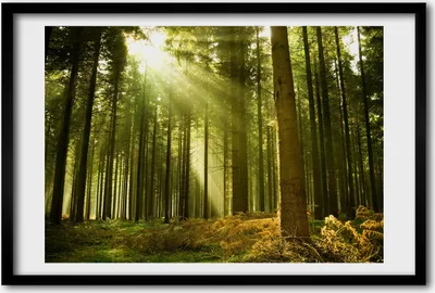 Produktbild von Bild 60x40 MDF-Rahmen, Wandkunst ein Kiefernwald