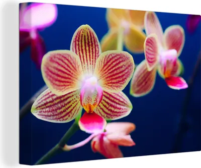 Produktbild von OneMillionCanvasses® - Leinwandbilder - 150x100 cm, Von Orchidee, Wandbilder Kunstdruck Wanddekoration