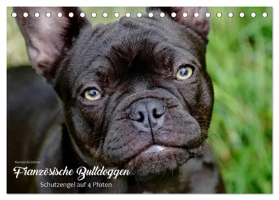 Produktbild von Französische Bulldoggen - Schutzengel auf 4 Pfoten (Tischkalender 2027 DIN A5 quer), CALVENDO Monatskalender