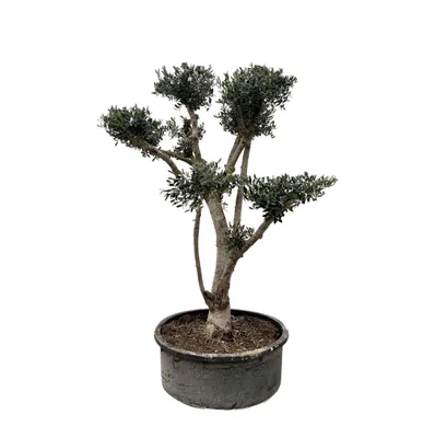 Obrázok produktu pre Everyplants Olea Europaea Pompon - 225 cm, Ø 80 cm