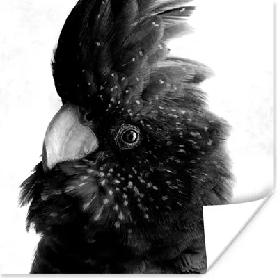 Produktbild von MuchoWow® Poster Nahaufnahme eines Kakadus vor einem konkreten Hintergrund - schwarz und weiß 50x50 cm - Wohnzimmerdekoration