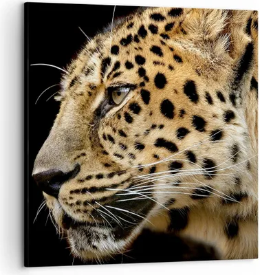 Produktbild von Bild auf Leinwand - Leinwandbild - Tiere Leopard wilde Katze wilde Tiere - 60x60cm - Wand Bild - Wanddeko - Leinwanddruck - Bilder - Kunstdruck - Leinwand bilder - Wandkunst - AC60x60-0433
