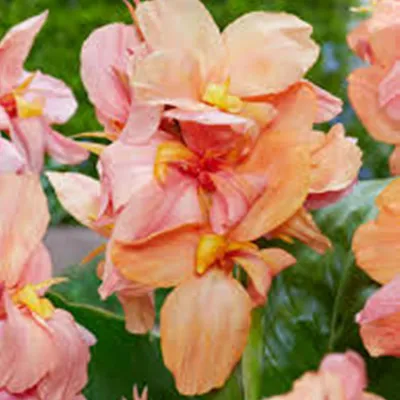 Immagine prodotto di Canna Kanna Paciorecznik Shining Peach 1 pz. piantine di canna