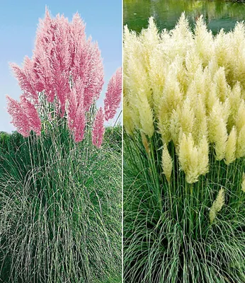 A split image showing two pampas grass plants, one with pink plumes and the other with cream plumes, in a garden setting.
