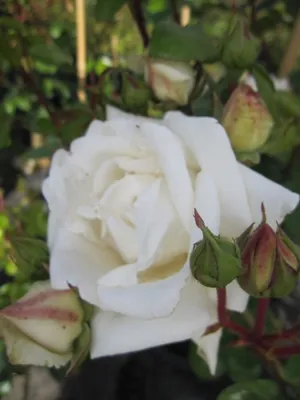Produktbild von Kletterrose White New Dawn® - Rosa - weiß-zartrosa - Duft++ - Ramblerrose -