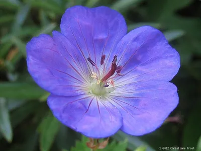 Produktbild von 2 x Storchschnabel Rozanne ® - Dauerblüher - blau - Tb 11