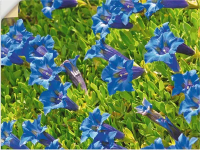 Produktbild von ARTland Wandbild, selbstklebend Enzian Größe: 60x45 cm