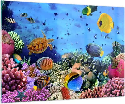 Produktbild von Bilder auf glas - Korallenriff - 100x70cm - Glasbilder - Wandbilder - Kunstdruck - zum Aufhängen bereit - Wanddekoration aus Glas - Glas Bilder - Wandbild auf Glas - Einteilig - GAA100x70-3569