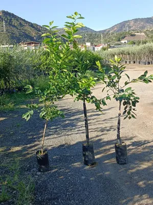 Zdjęcie produktu dla żółty grejpfrut Citrus paradisi 140-180 cm C17 Roślina cytrusowa do ogrodu i na taras | Owoce egzotyczne