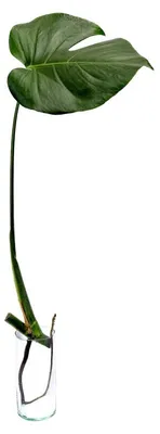 Obrázok produktu pre Gardners Monstera deliciosa - odrezky na zakorenenie