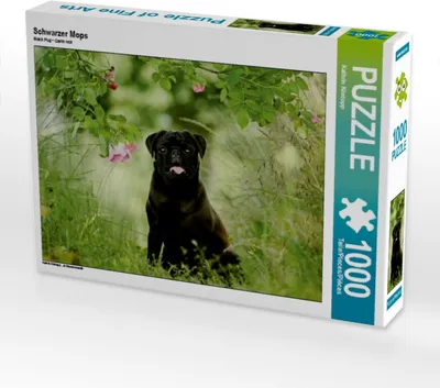 Produktbild von Calvendo Schwarzer Mops 1000 Teile Puzzle quer 640x480mm, Köntopp Kathrin; 7402085
