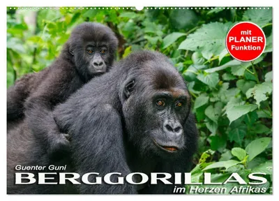 Produktbild von Berggorillas im Herzen Afrikas (Wandkalender 2027 DIN A2 quer), CALVENDO Monatskalender