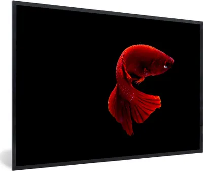 Produktbild von MuchoWow® MuchoWow® Gerahmtes Poster Fisch - Rot - Schwarz 60x40 cm - Poster mit zchwarzem Bilderrahmen - Printing - Wanddeko Schlafzimmer