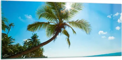 Produktbild von Bilder auf glas - Strand Palme Meer - 120x50cm - Glasbilder - Wandbilder - Kunstdruck - zum Aufhängen bereit - Wanddekoration aus Glas - Glas Bilder - Wandbild auf Glas - Einteilig - GAB120x50-3570