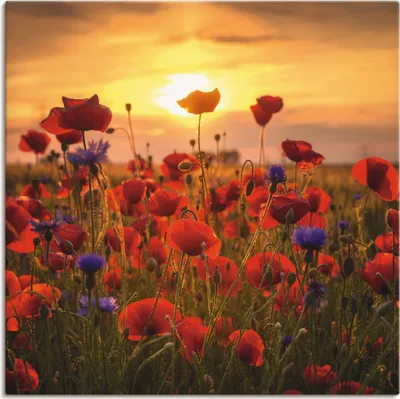 Produktbild von Steffen Gierok: Mohnblumen im Abendlicht, Produkt:Leinwand, Größe (HxB):70x70 cm / Leinwand