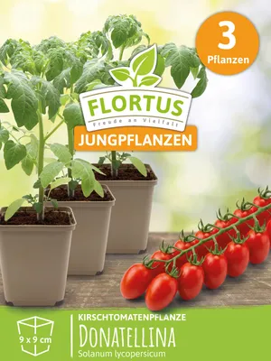 Artikelbild 6 von 'Kirschtomatenpflanze Donatellina' aus der Kategorie Kirschtomatenpflanzen