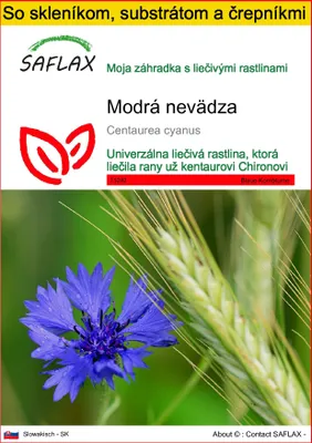Obrázok produktu pre SAFLAX Kultivačný set - Modrá nevädza - Centaurea cyanus - 27000 Semená - S mini skleníkom, pestovateľským substrátom a 2 črepníkmi