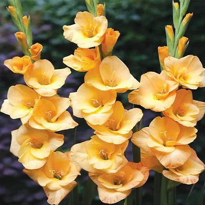 Produktbild von Gladiole Blumenzwiebeln Schwertblume Sommerblühende Siegwurze Peach Melba 5 St.
