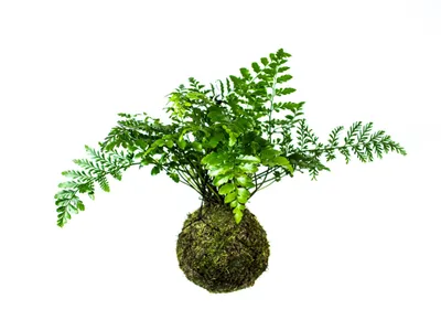 Zdjęcie produktu dla Gardners Kokedama Asplenium Parvati (L)