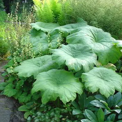 Produktbild von 6 x Tafelblatt - Astilboides tabularis  | Topf 9cm x 9cm