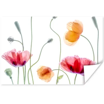Produktbild von MuchoWow® Poster Mohn - Blumen - Frühling - Weiß 90x60 cm - Schlafzimmer