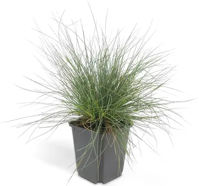 Immagine prodotto di Erba ornamentale - Festuca glauca 'Elijah Blue' - Vaso da 9 cm - Set di 6 piante