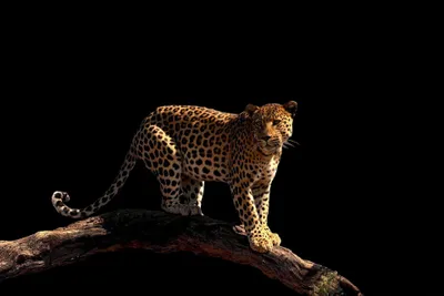 Produktbild von Digitaldruck-Tapete Leopard livingwalls (1034237)