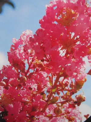 Produktbild von Lagerstroemia indica Pecos - Chinesische Kräuselmyrte -40-60cm
