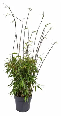 Produktbild von Fargesia Rufa Bambus ca. 100 cm im 19 cm Topf – winterharter Schirmbambus bis 2,5 m – dichter Sichtschutz ohne Rhizomsperre