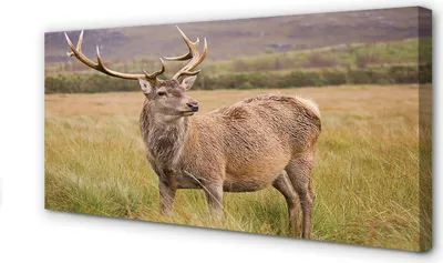 Produktbild von Leinwandbild 120x60 Wandkunst Feld Hirsch