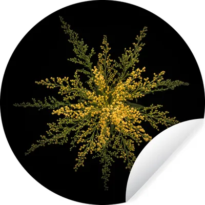 Produktbild von MuchoWow® Runde Wandtattoo - Wandsticker Tapete Aufkleber Eine Goldrutenblüte auf schwarzem Hintergrund Ø 80 cm Selbstklebend und Repositionierbar - Wandaufkleber - Kreis - Mauerkreis - Wand Bilder - Wandsticker - Wohnzimmer Dekoration - Dekoration für die Wände - Aluminium - Babyzimmer