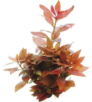 Obrázek produktu pro Vodní rostlina Ludwigia repens 'Rubin'