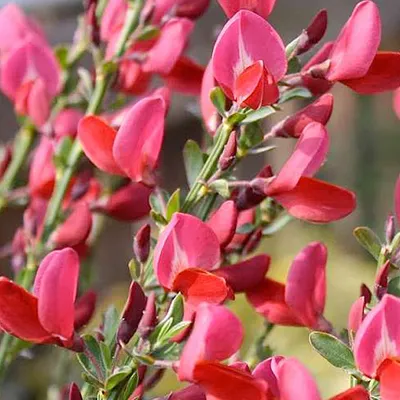 Immagine prodotto di 2 piante di Ginestra 'Boskoop Ruby' (Cytisus), alte 40-60 cm, in vaso